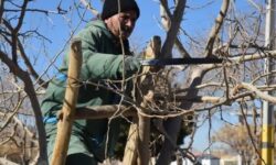 هرس زمستانه درختان برای زیباسازی و حفظ فضای سبز شهرضا